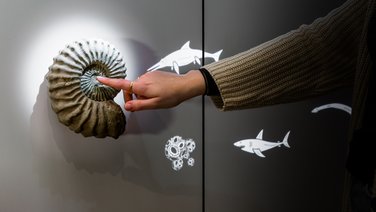 VISUELL Szenografie: Naturkundemuseum: Ein Muschelfossil zum Anfassen wird genutzt