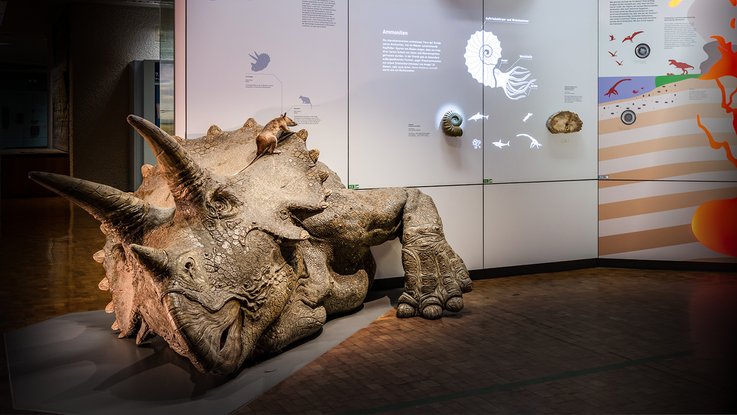 VISUELL Szenografie: Realisierung des neuen Ausstellungsbereichs „Tertiär – Geboren aus der Katastrophe“ im Naturkundemuseum Stuttgart VISUELL Szenografie: Naturkundemuseum: Ein Dinosaurier liegt auf dem Boden vor einer Informationstafel